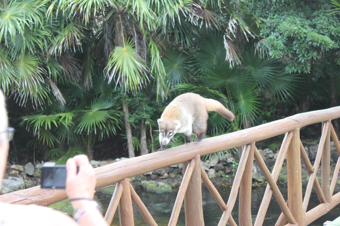 ... Nasenbär  Catalonia Royal Tulum Beach & Spa Resort - Adults only