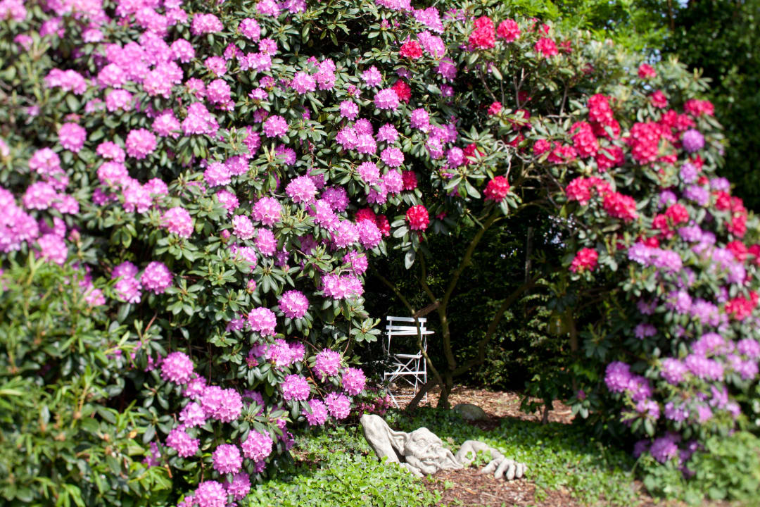 Rhododendrenblüte 2012 Gästehaus Am Kamin