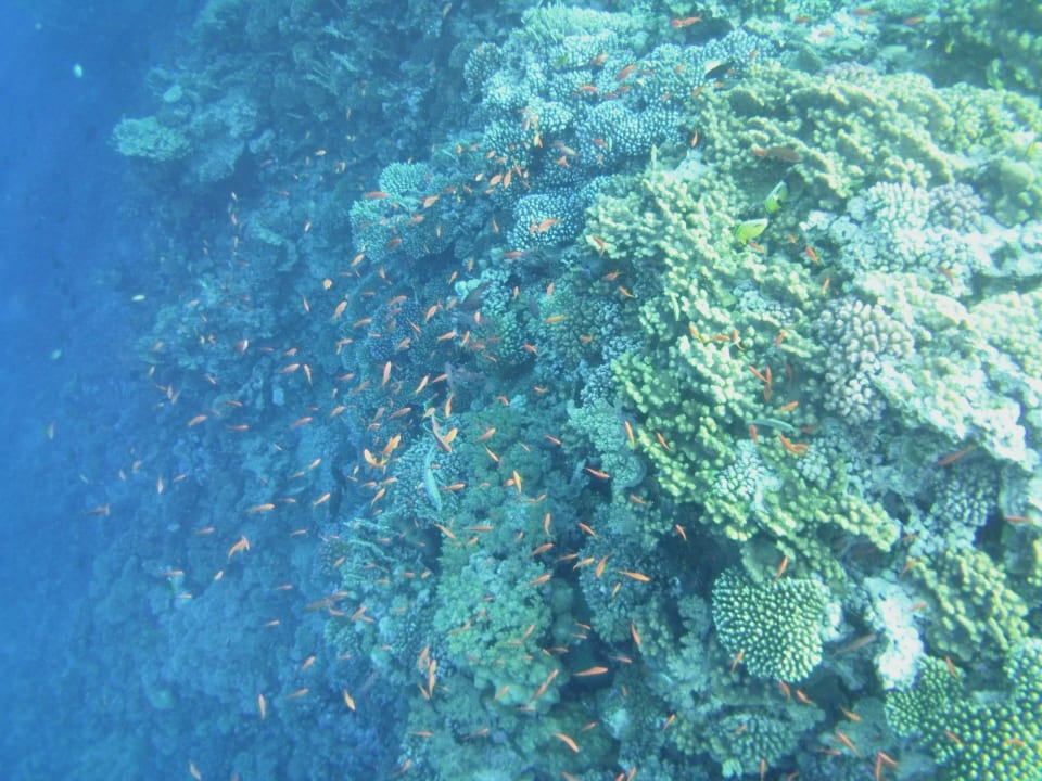 Strand TUI MAGIC LIFE Kalawy