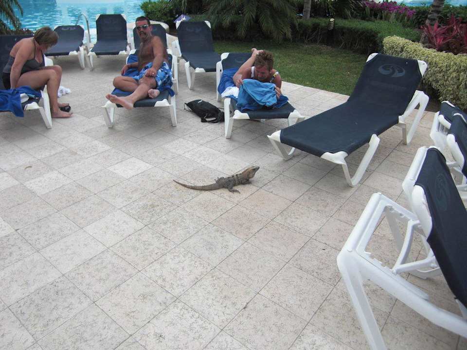 Leguan am Pool Grand Palladium Select White Sand Resort & Spa