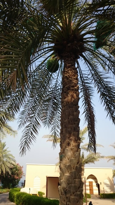 Hotel Iberotel Miramar Al Aqah Beach Resort Miramar Al Aqah Beach Resort