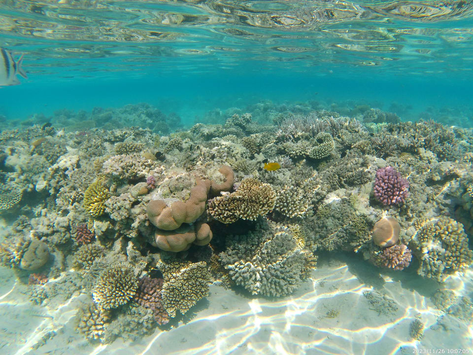 Sport & Freizeit Jaz Costa Mares (Adults Only)