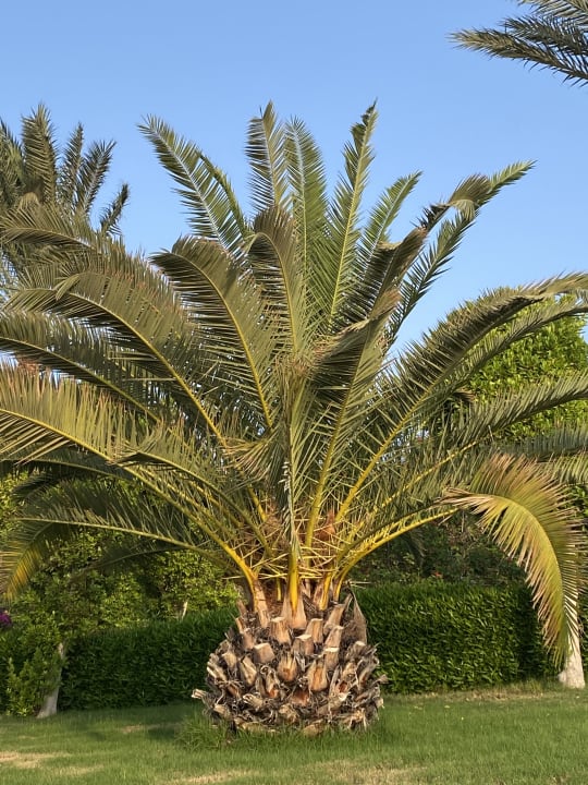 Gartenanlage TUI MAGIC LIFE Kalawy