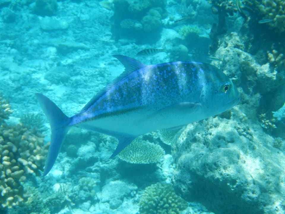 Sport & Freizeit NH Collection Maldives Havodda Resort