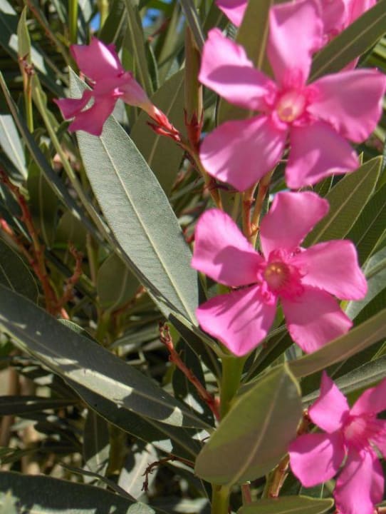 Oleander Hotel Tigaki Beach