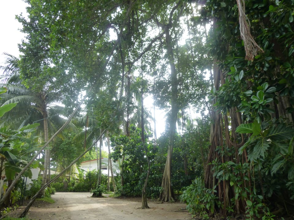 Gartenanlage Kuramathi Maldives