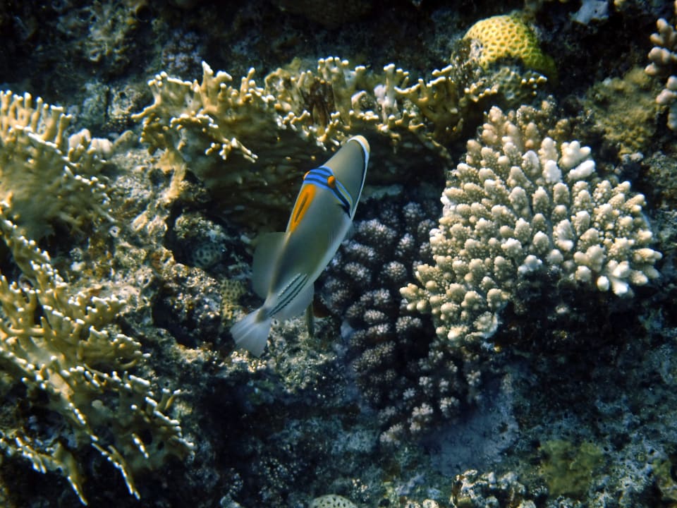 Strand Steigenberger Coraya Beach - Adults only