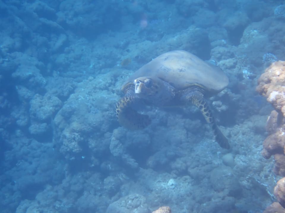 Sport & Freizeit Three Corners Equinox Beach Resort