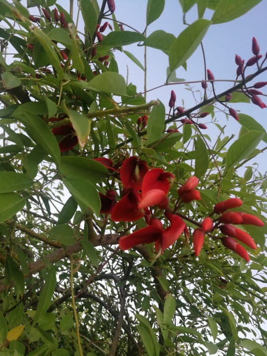 Gartenanlage VONRESORT Golden Beach