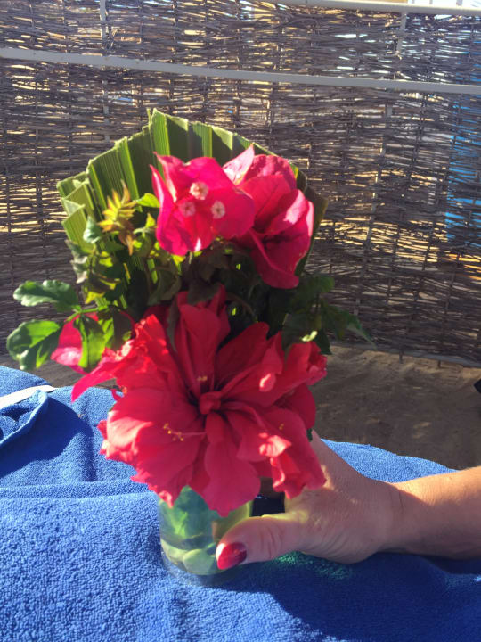 Sonstiges Pickalbatros Citadel Resort