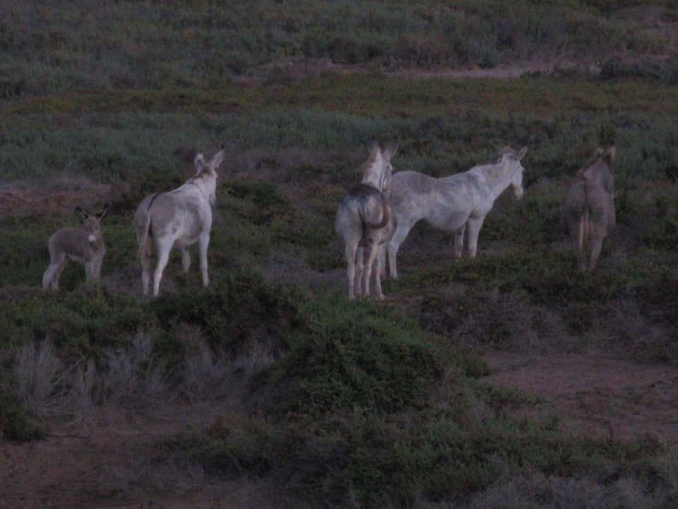 Mulis in Strandnähe Iberostar Selection Fuerteventura Palace