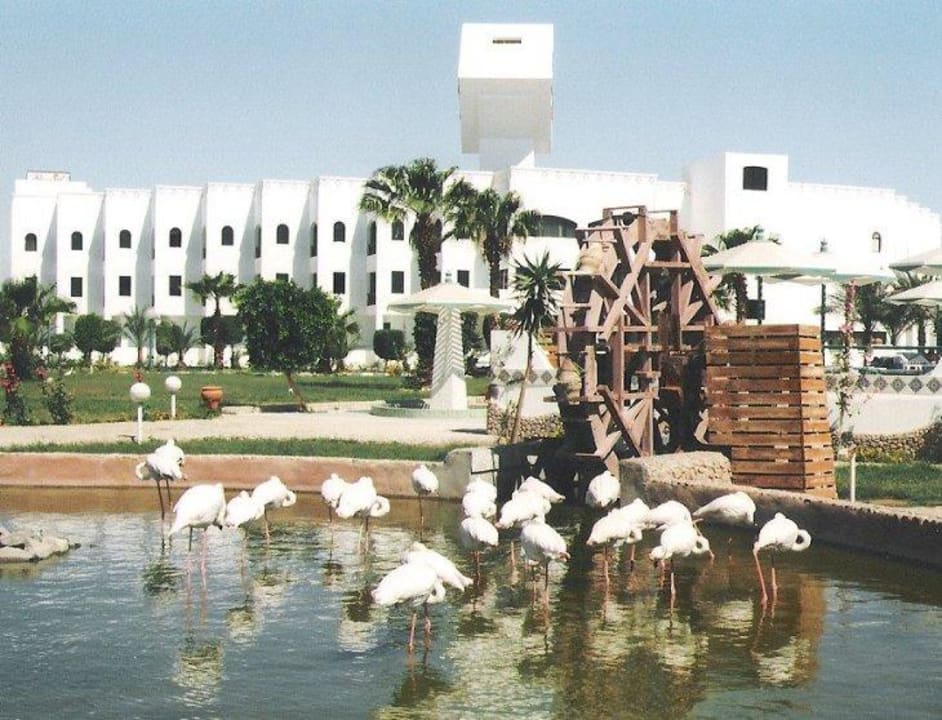 Flamingo-Becken Beach Albatros Resort