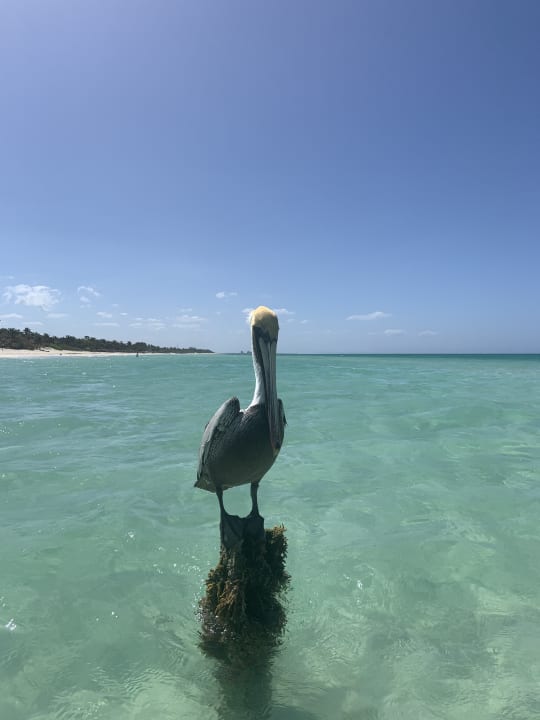 Strand Meliá Internacional Varadero