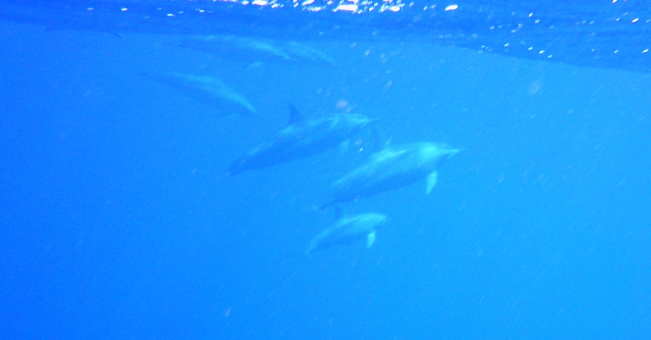 Sport & Freizeit Jaz Grand Marsa