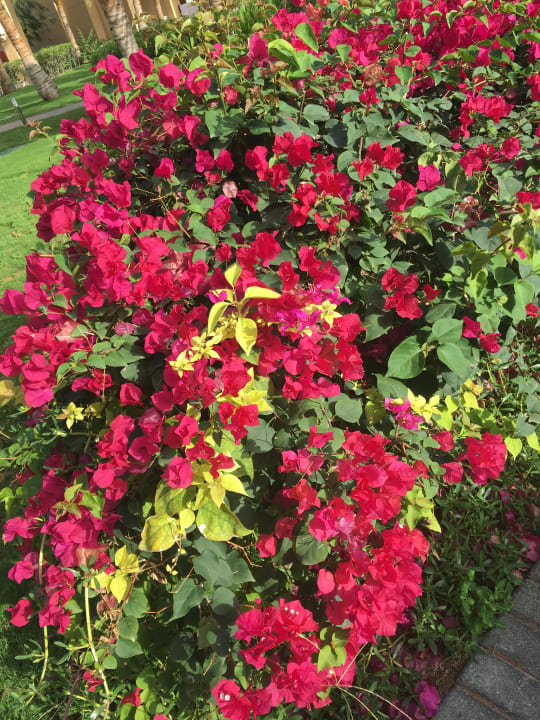 Gartenanlage DoubleTree by Hilton Resort & Spa Marjan Island