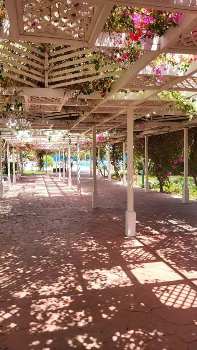 Gartenanlage Desert Rose