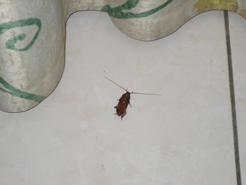 Kleine Freunde Iberostar Waves Las Dalias