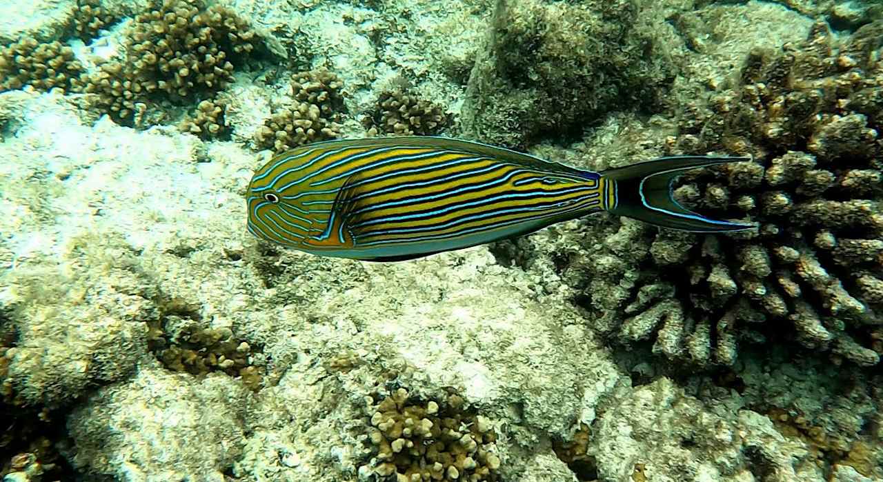 Strand Adaaran Club Rannalhi - All Inclusive