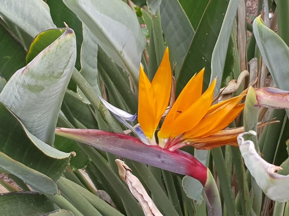 Gartenanlage Aldiana Club Fuerteventura