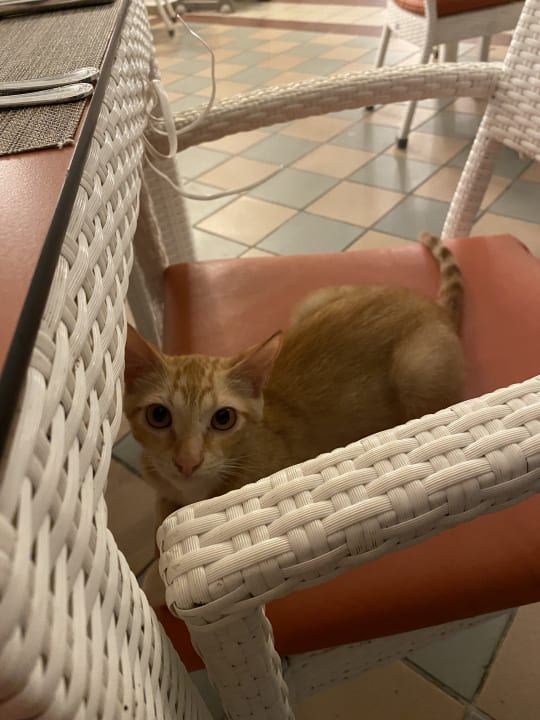 Gastro Hotel Riu Negril