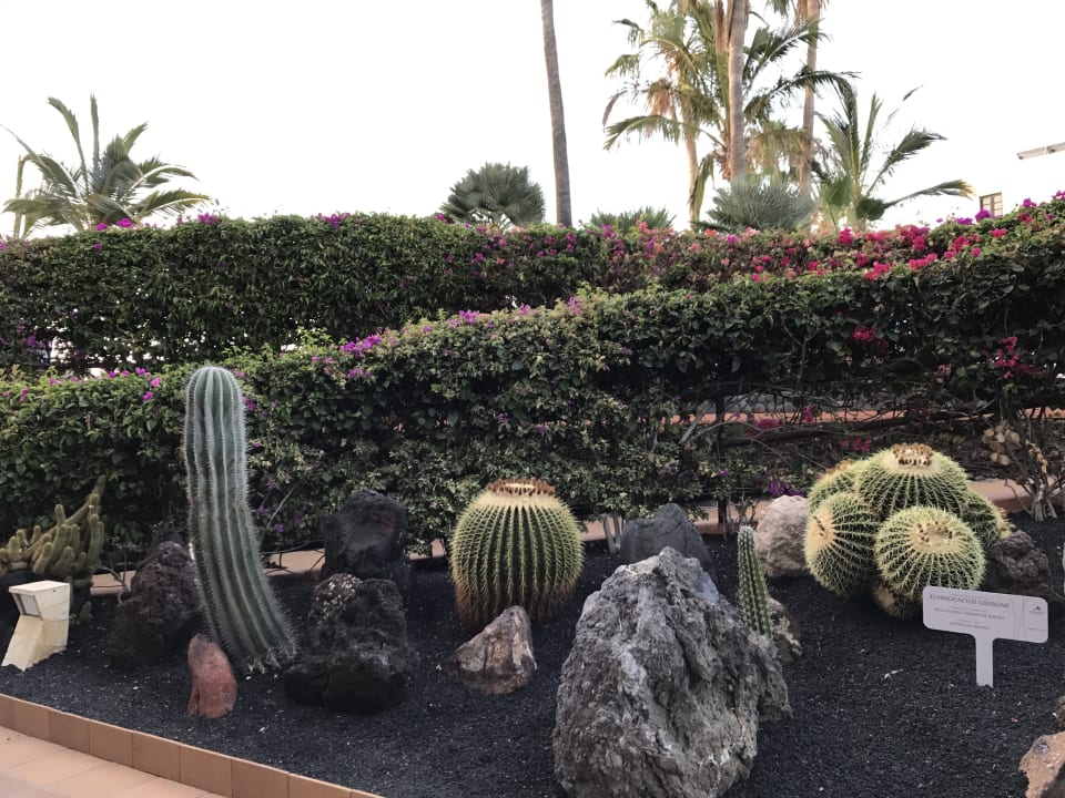 Gartenanlage IFA Altamarena by Lopesan Hotels
