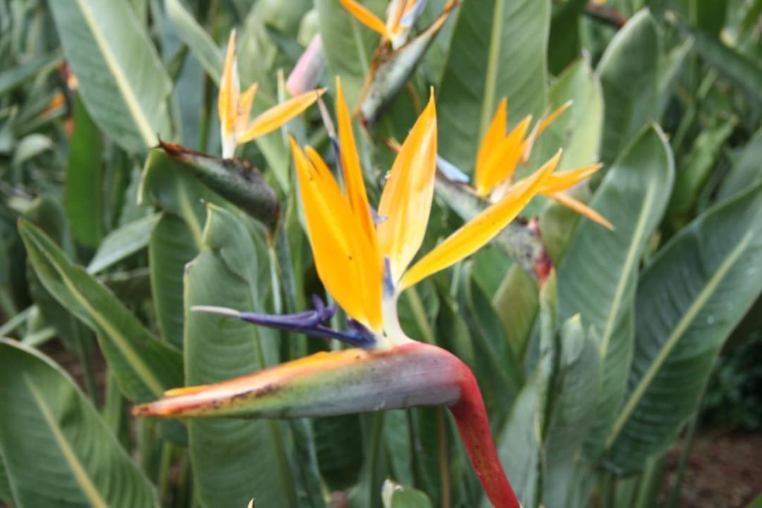 Hübsch anzuschauen Voyage Belek Golf & Spa