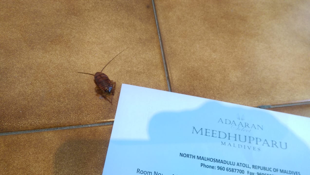 Zimmer Adaaran Select Meedhupparu Island Resort - Premium All Inclusive