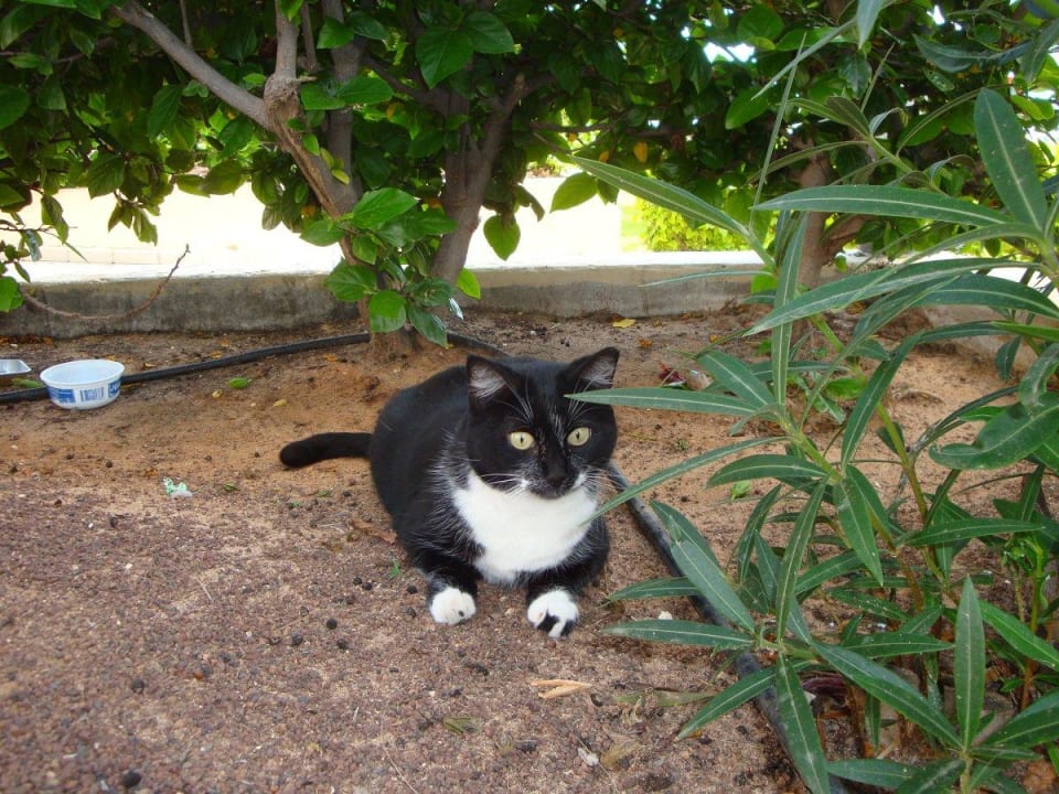 Bezaubernder Ganzjahresgast Hotel Riu Oliva Beach - Hotel