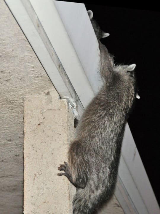 Besuch Hotel Yosemite View Lodge