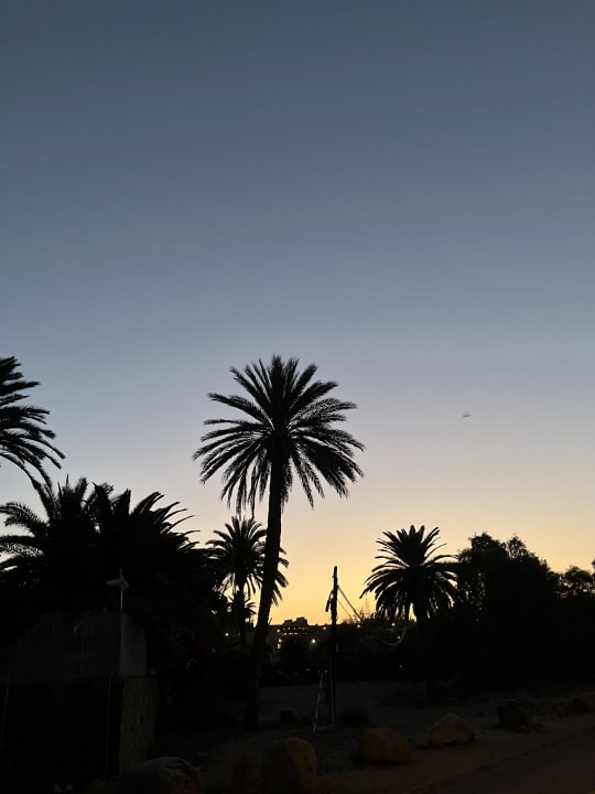 Gartenanlage Hotel Riu Palace Oasis