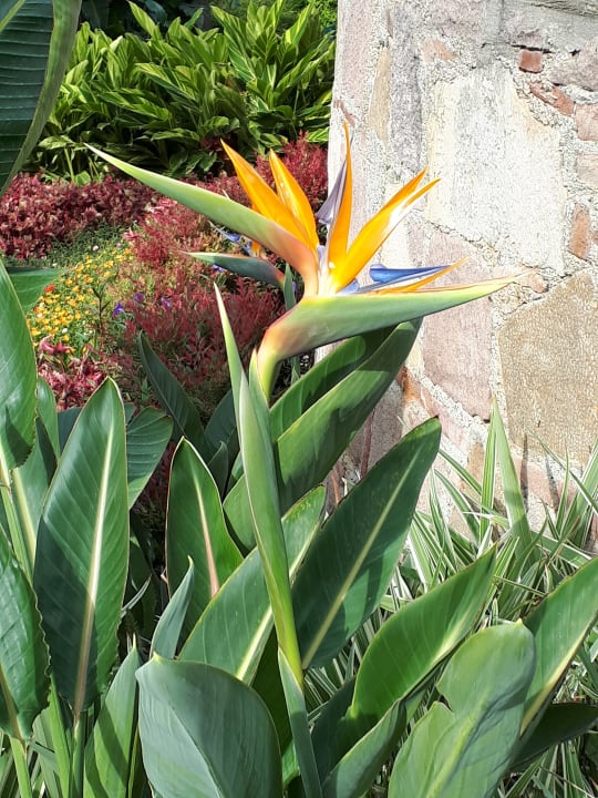 Gartenanlage Arum Barut Collection
