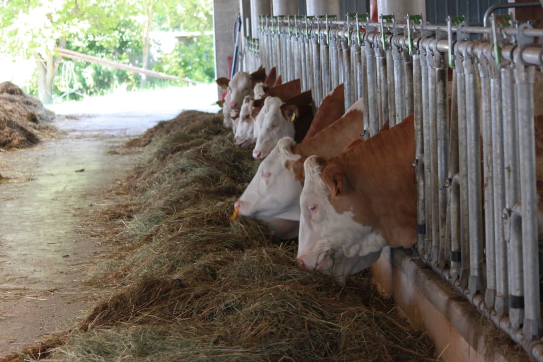 Genug Kühe ! Obergrafenberger Bauernhof