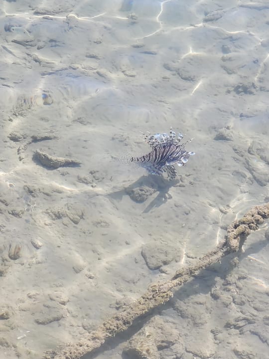 Strand Steigenberger Coraya Beach - Adults only