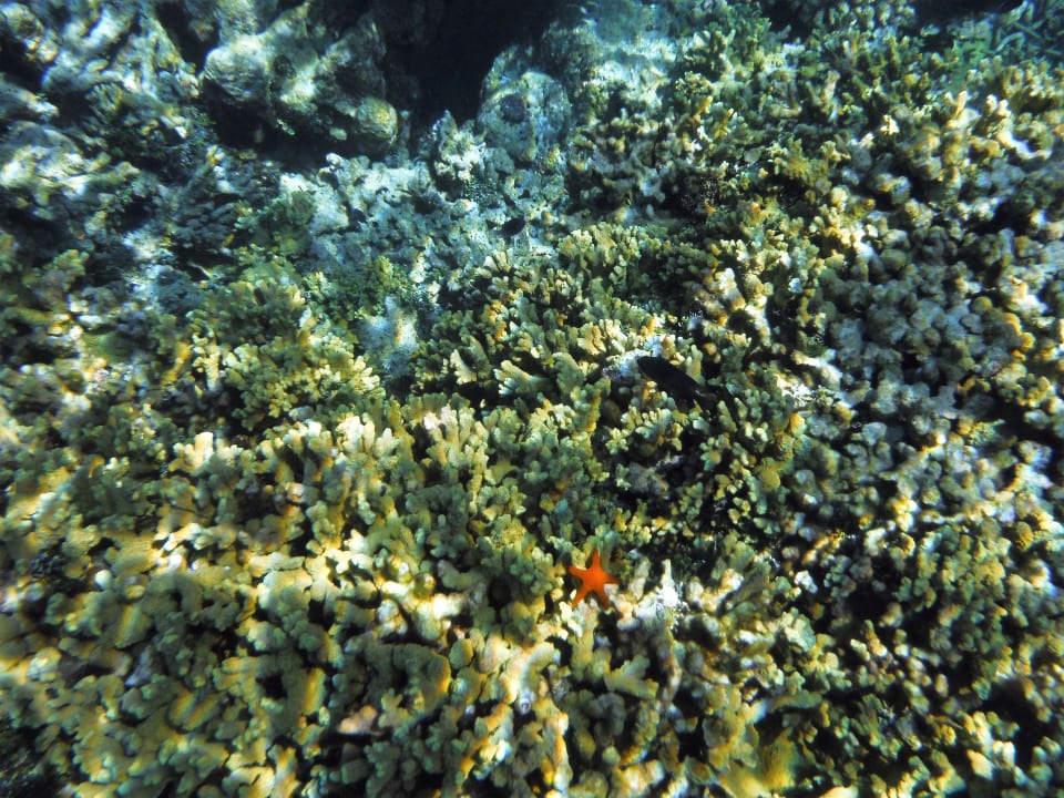 Sonstiges NH Collection Maldives Havodda Resort