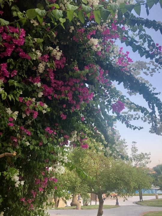 Gartenanlage Steigenberger ALDAU Beach Hotel