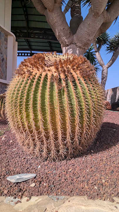 Gartenanlage Club Hotel Drago Park