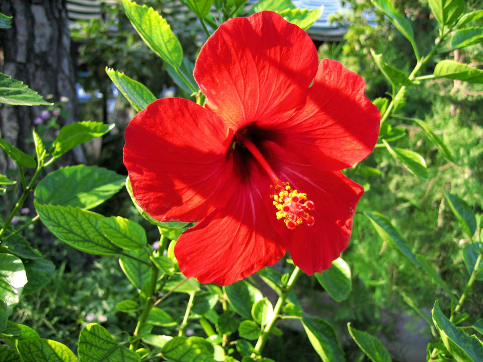 Gartenanlage Balmy Foresta