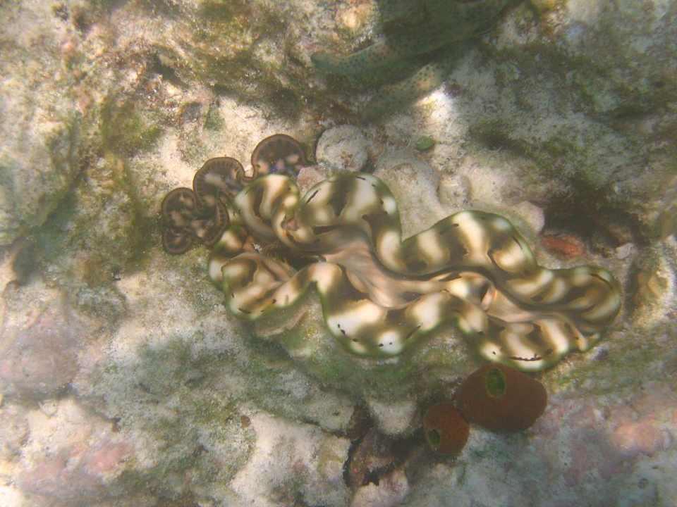 Schnorcheln am Hausriff Embudu Embudu Village