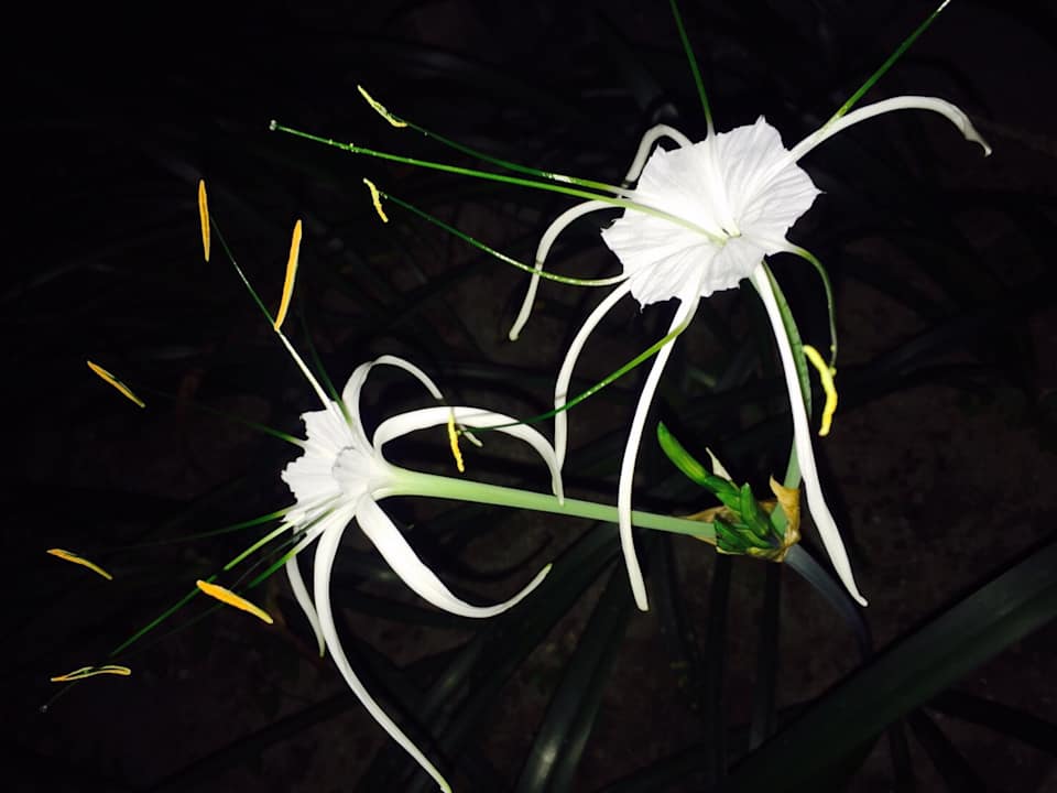 Gartenanlage The Grand Southsea Khaolak Beach Resort