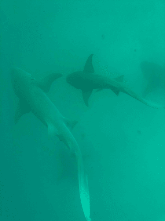 Sport & Freizeit Cinnamon Hakuraa Huraa Maldives