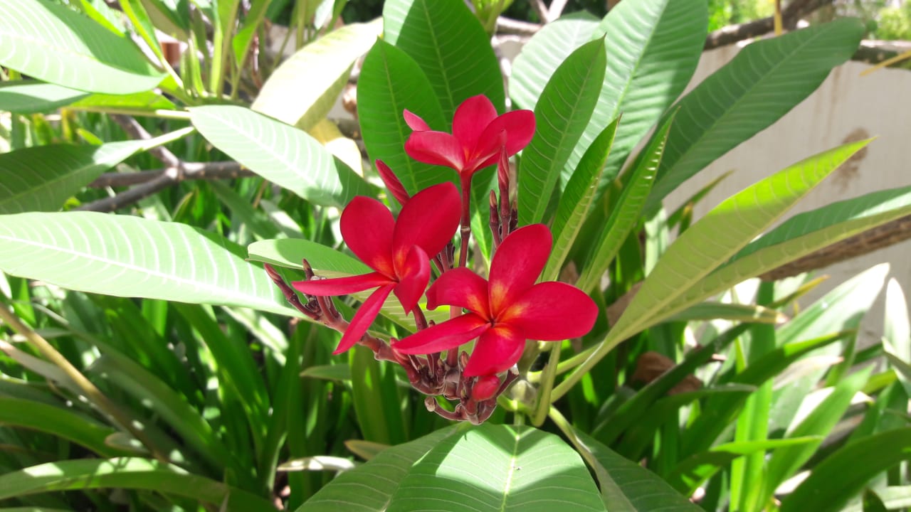 Außenansicht Pickalbatros Royal Grand Resort - Sharm El Sheikh