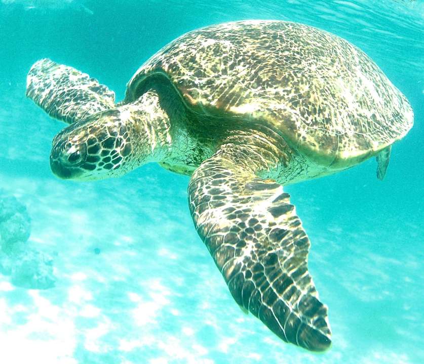 Sport & Freizeit Jaz Costa Mares (Adults Only)