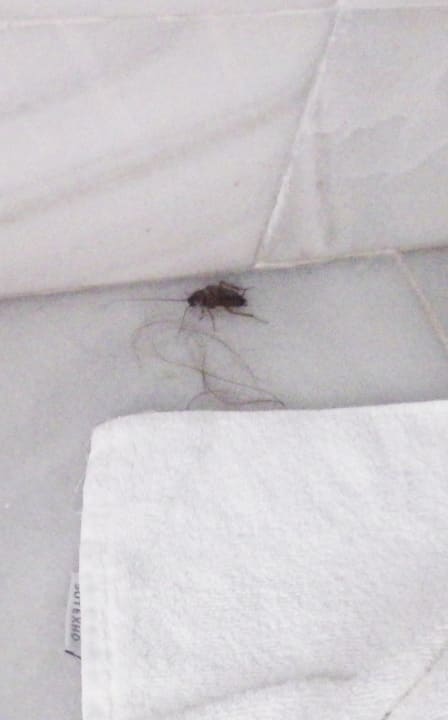 Zimmer Hipotels Eurotel Punta Rotja Golf & Spa