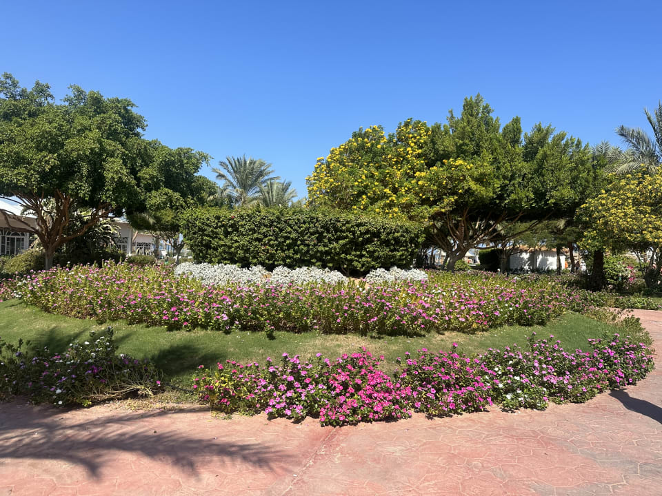 Gartenanlage Desert Rose