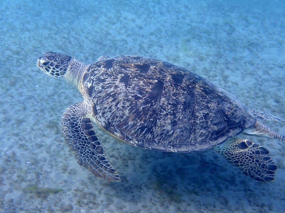 Strand Shams Alam Beach Resort