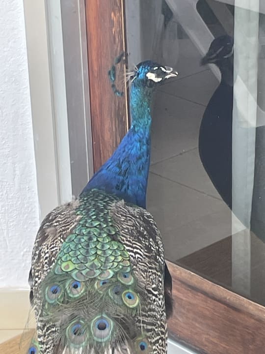 Sport & Freizeit HL Miraflor Suites Hotel