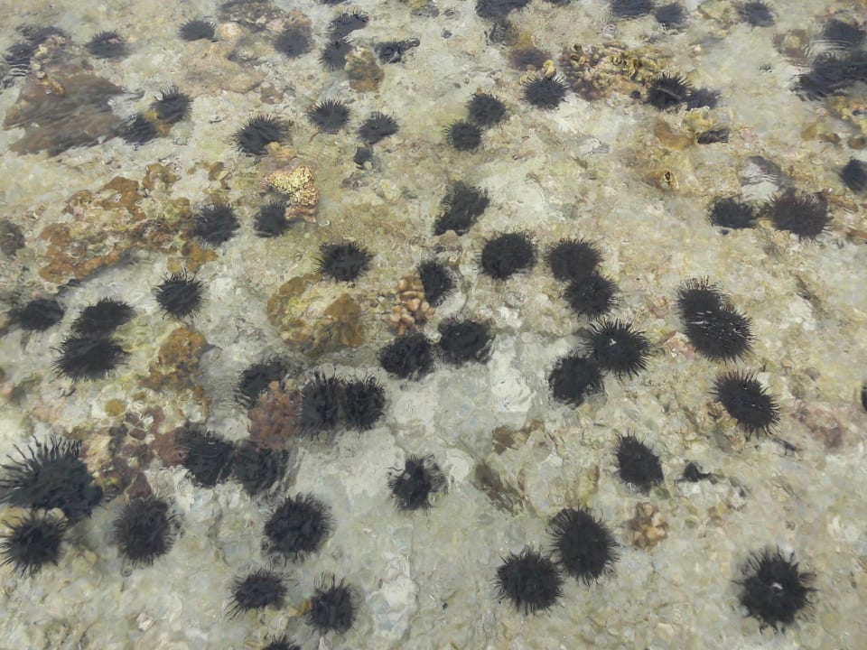 Seeigel Neptune Pwani Beach Resort & Spa