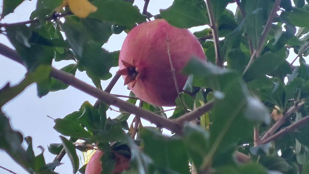 Gartenanlage Ali Bey Club & Park Manavgat