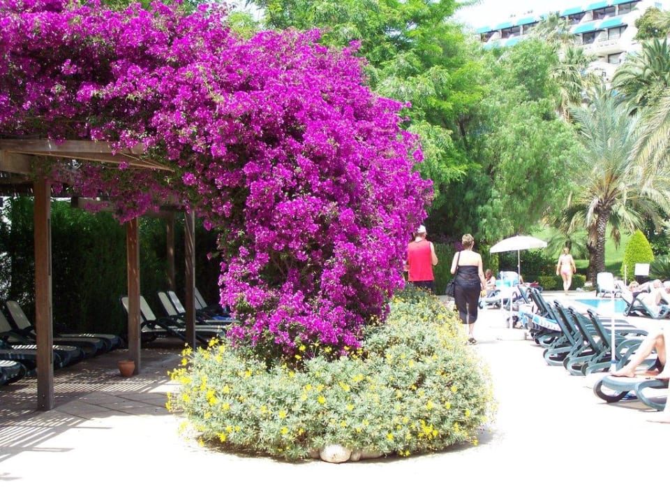 Pool Side Star Elegance