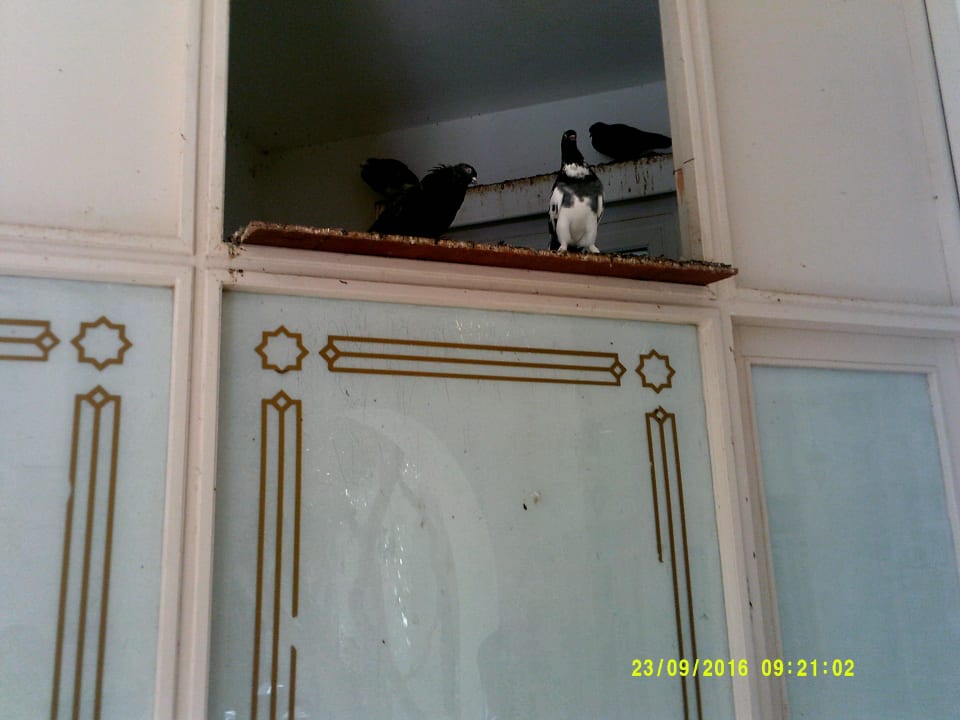 Tauben in der Lobby Teos Village